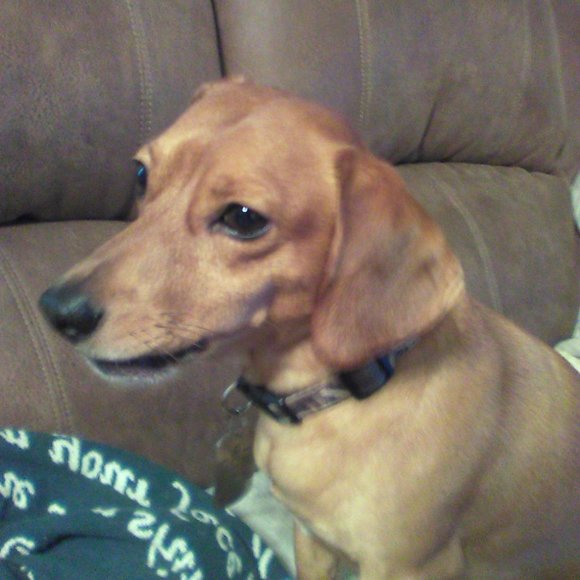 none - Picture 5 of 16